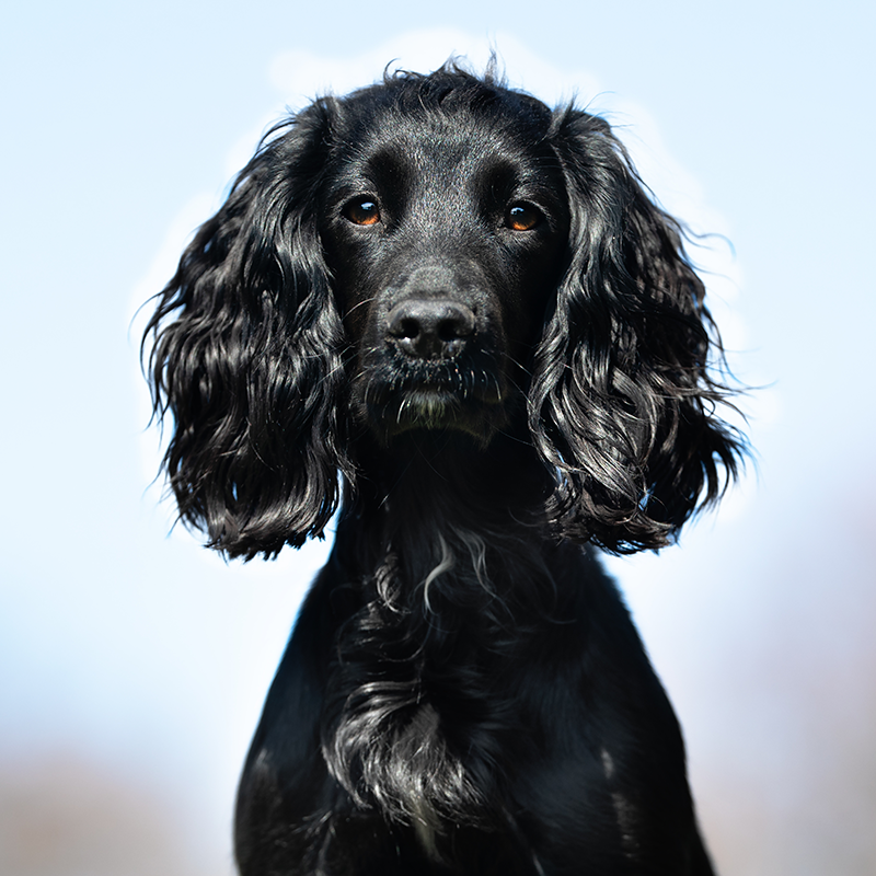 DEALING WITH FUSSY EATERS