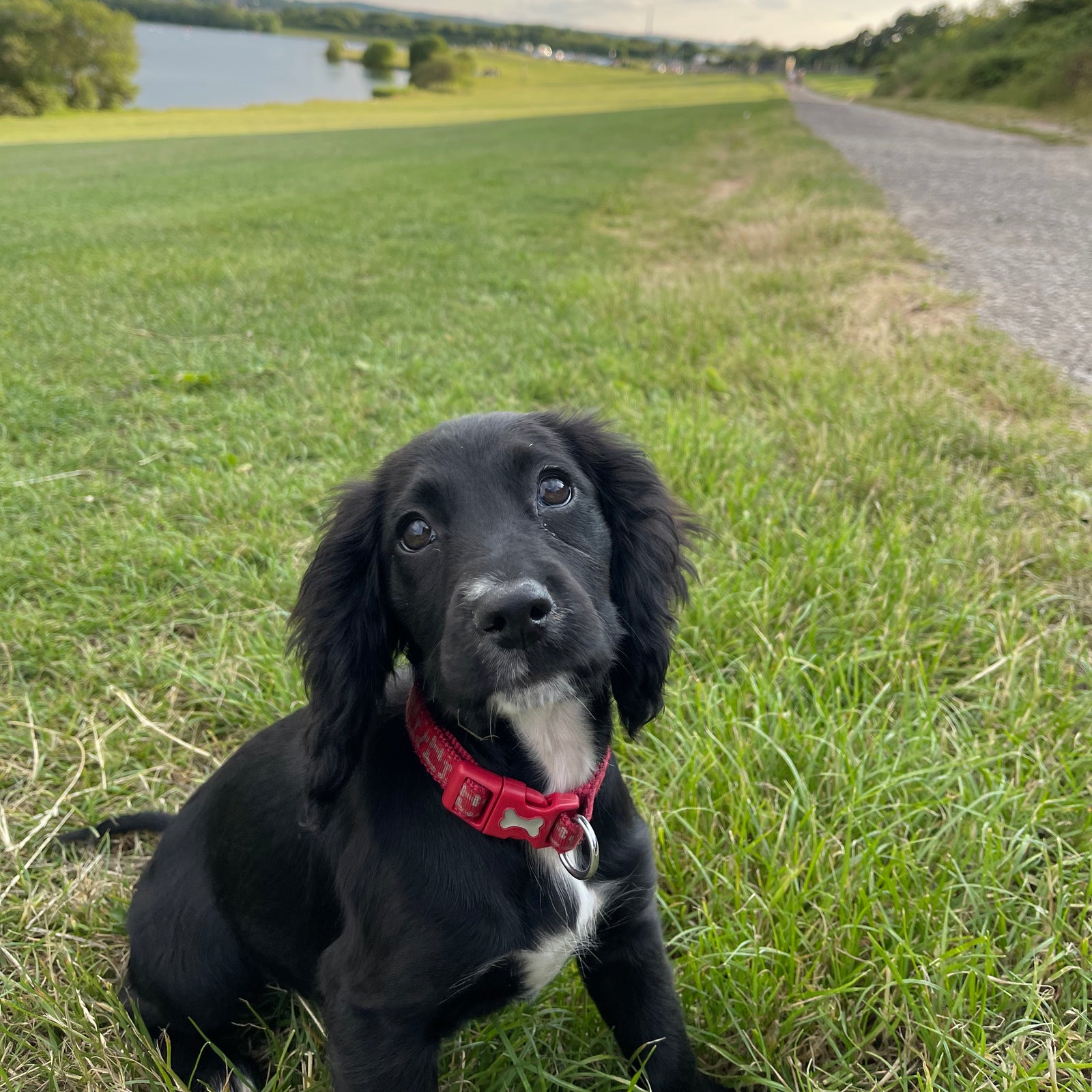 Do's and Don'ts for my pooch when the weather is hot