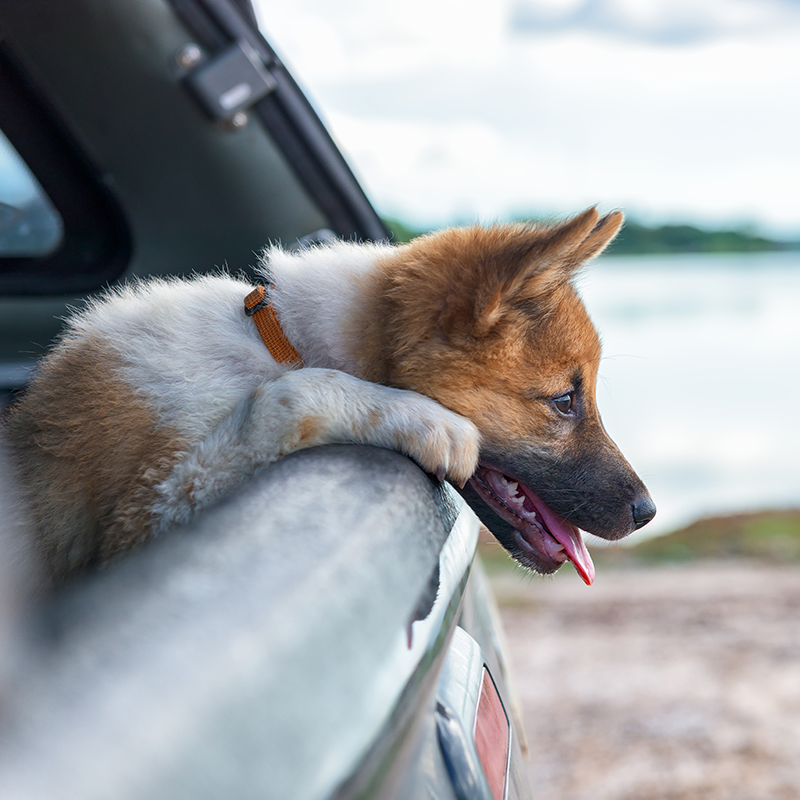 Puppies & Small Children