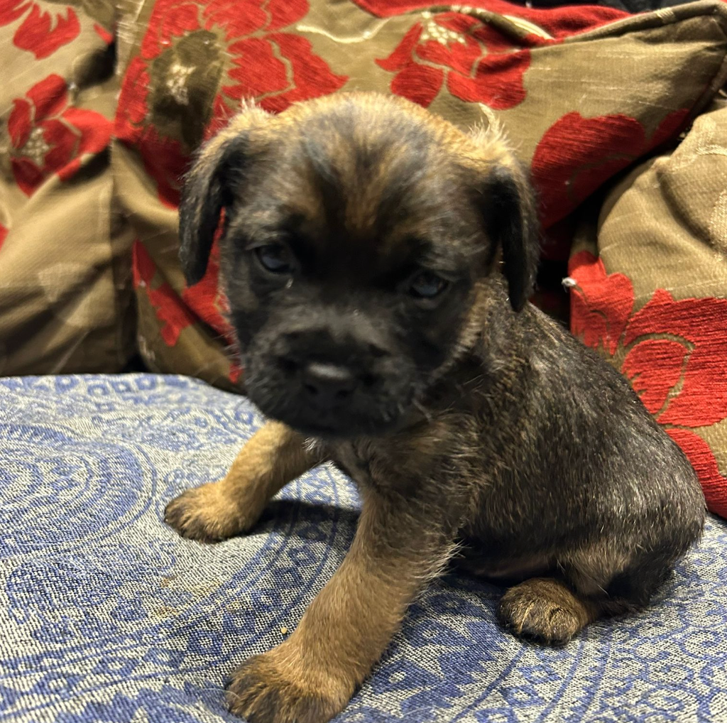 I'm considering getting a puppy - what do I need to know?