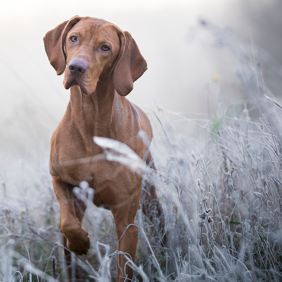 Prepare For The Cold Weather