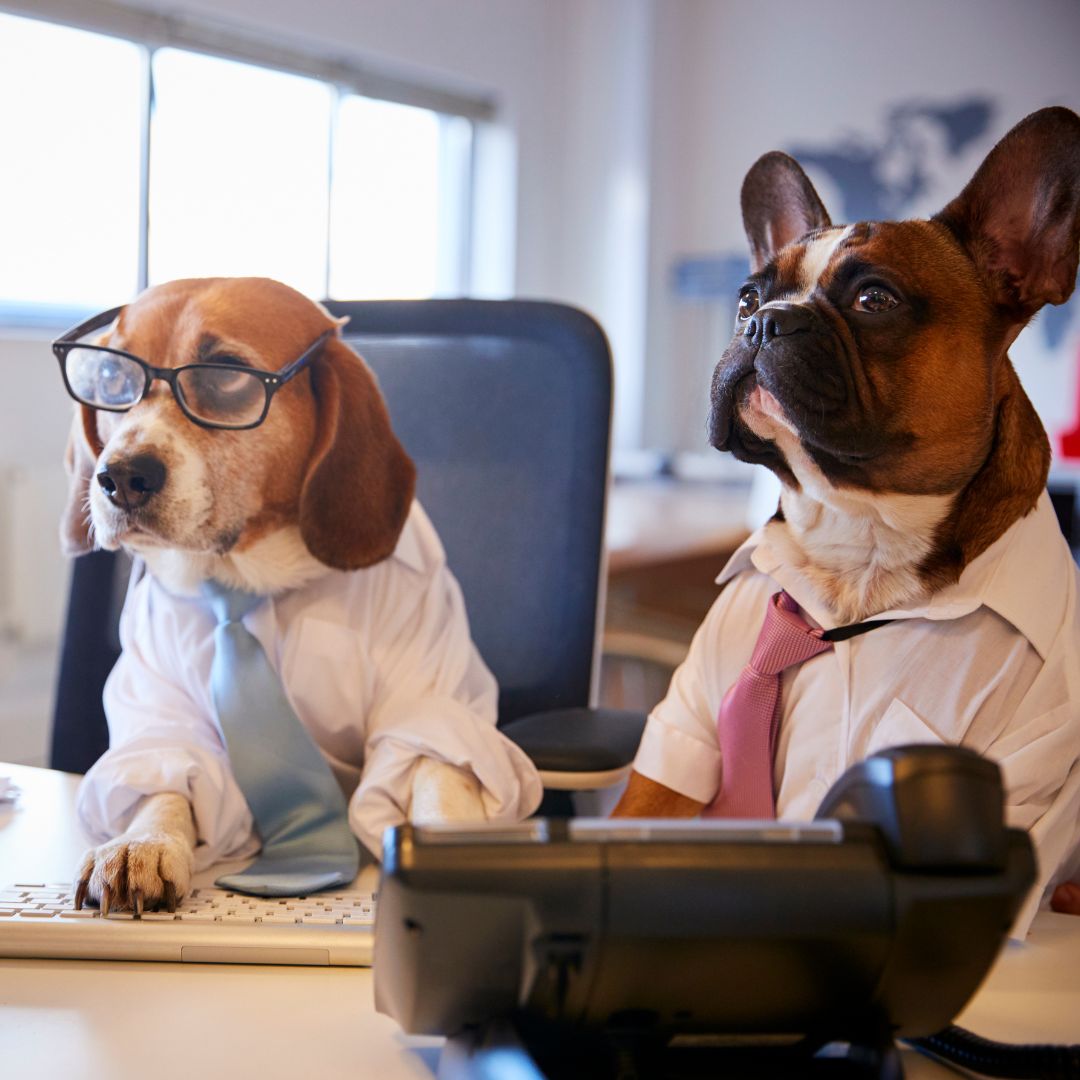Top tips for taking your dog to work.