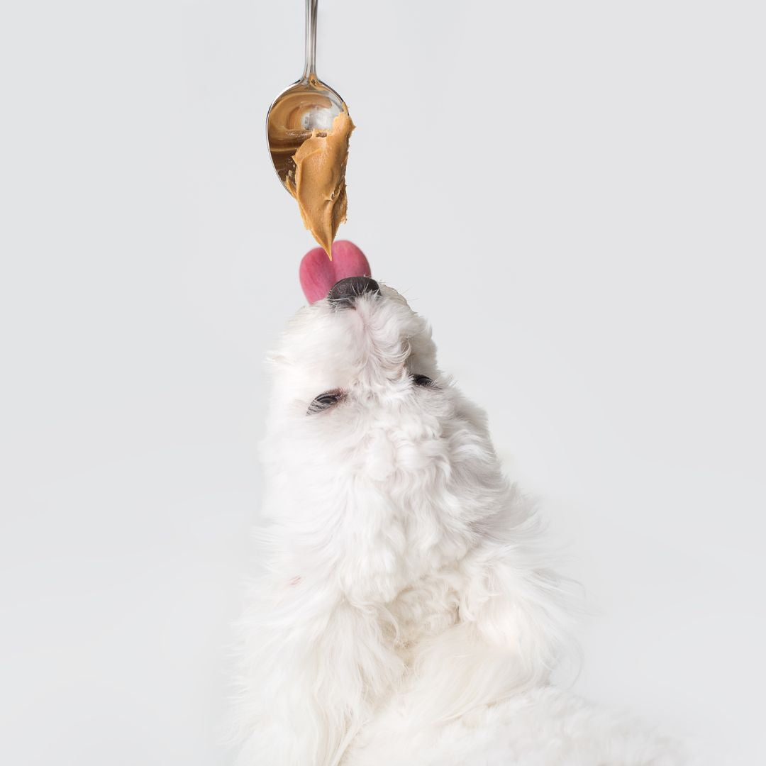 The benefits of peanut butter for dogs
