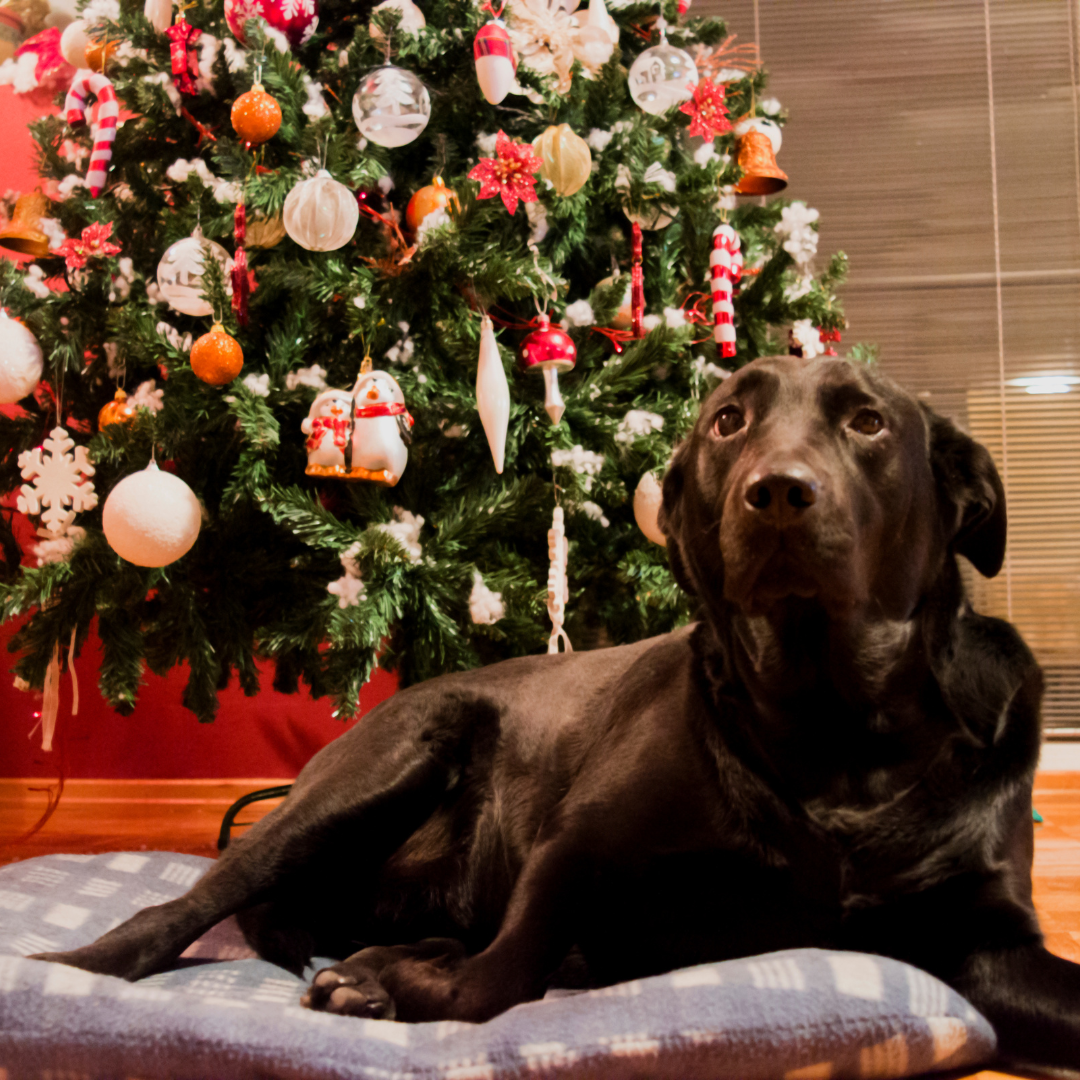 What foods are good and bad for my dog at Christmas?