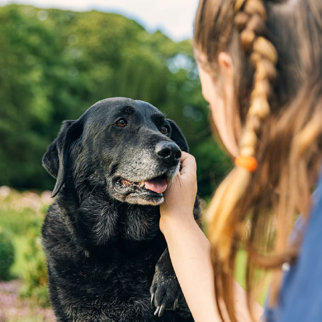 Finding the Perfect Dog Care Solution for Your Holiday