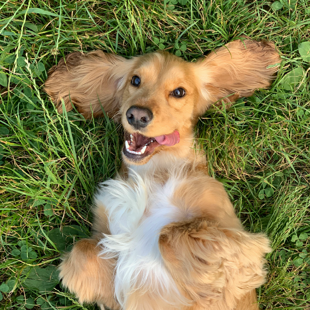 Keeping Your Pooch Tick-Free