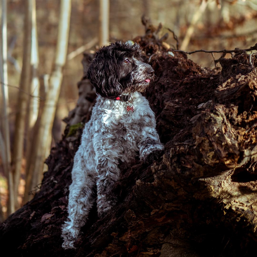 How Your Furry Friend Boosts Kids Mental Health
