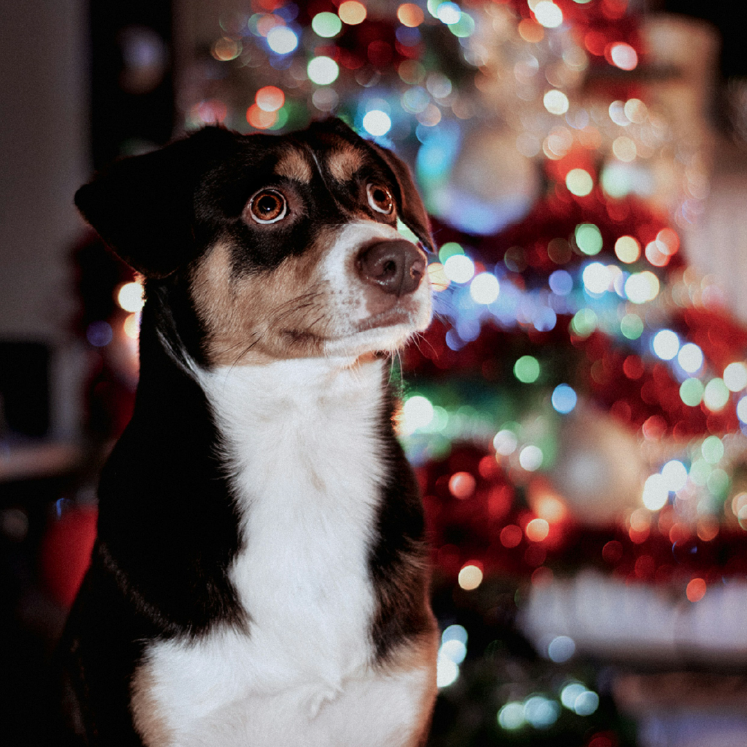What foods are good and bad for my dog at Christmas?