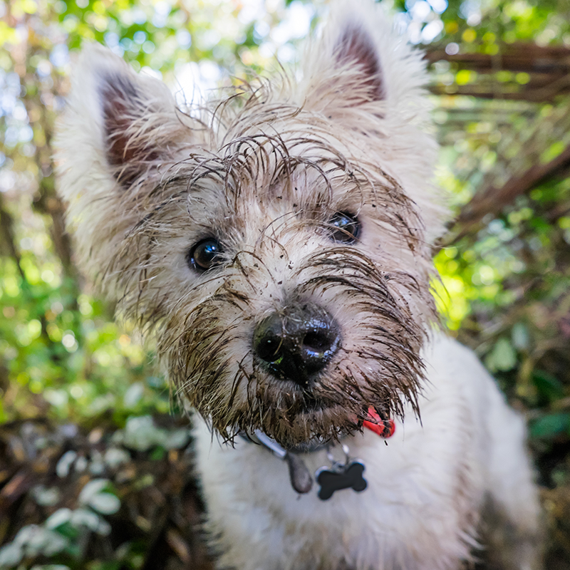 Walker & Drake's Tips for Adopting a Rescue Dog