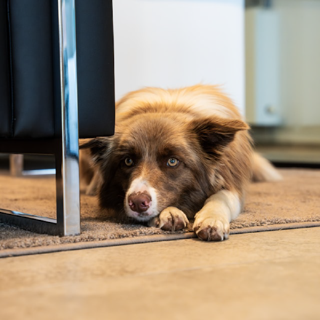 Top tips for taking your dog to work.