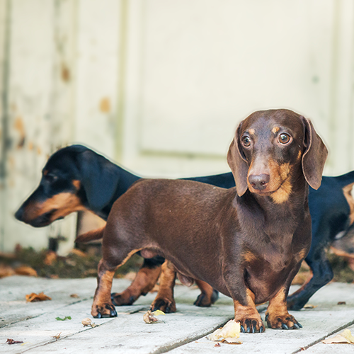 A Healthy Gut = A Healthier Dog