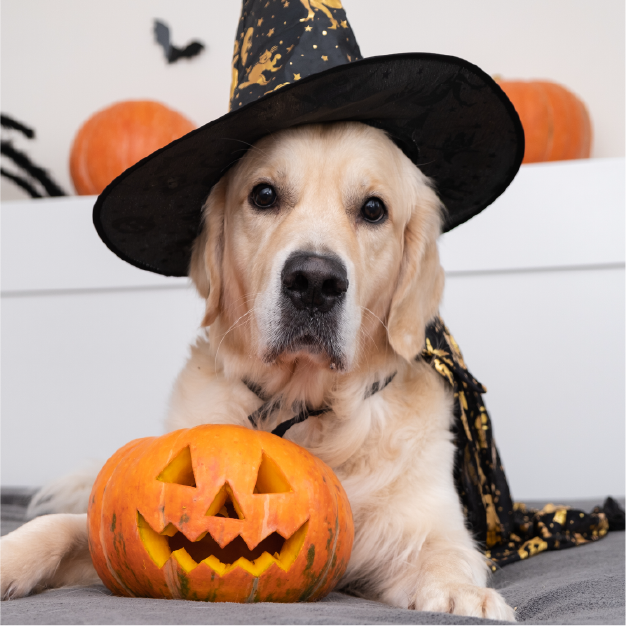 Think Twice About Putting Your Pooch In A Costume This Halloween
