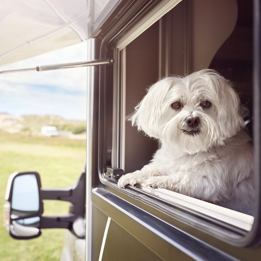 Tips for Taking your Dog on Holiday