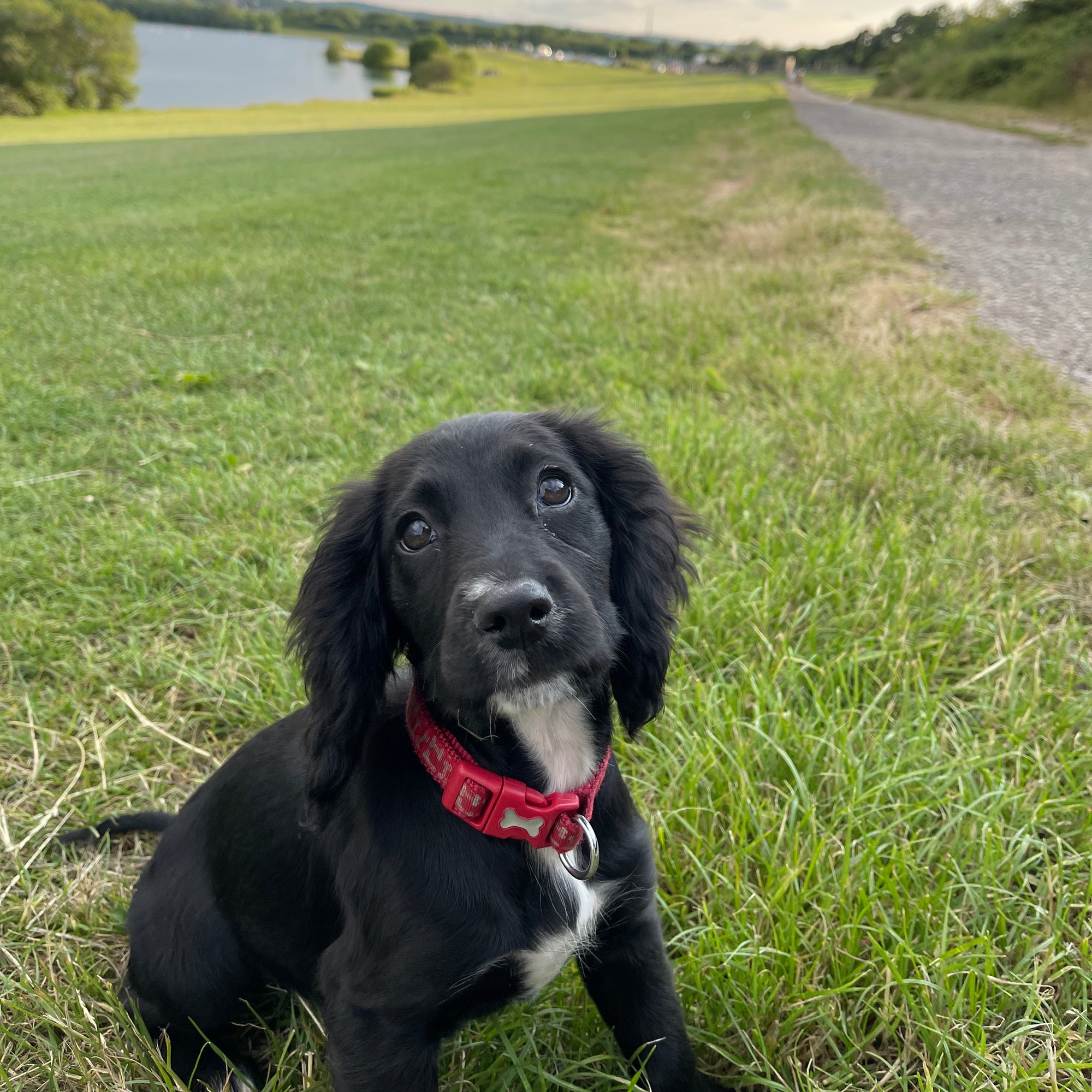 Do's and Don'ts for my pooch when the weather is hot