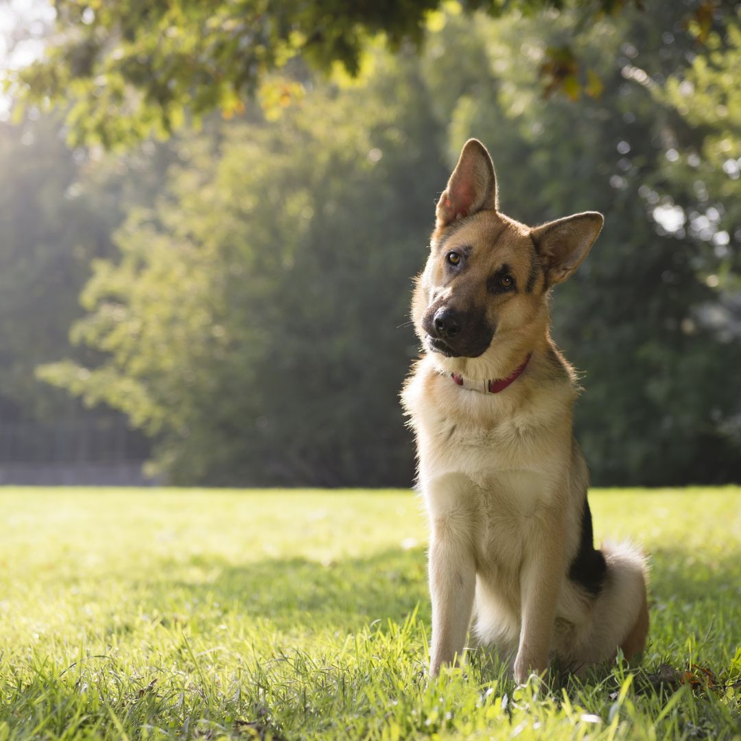 Celebrate Love Parks Week with Your Furry Friend!