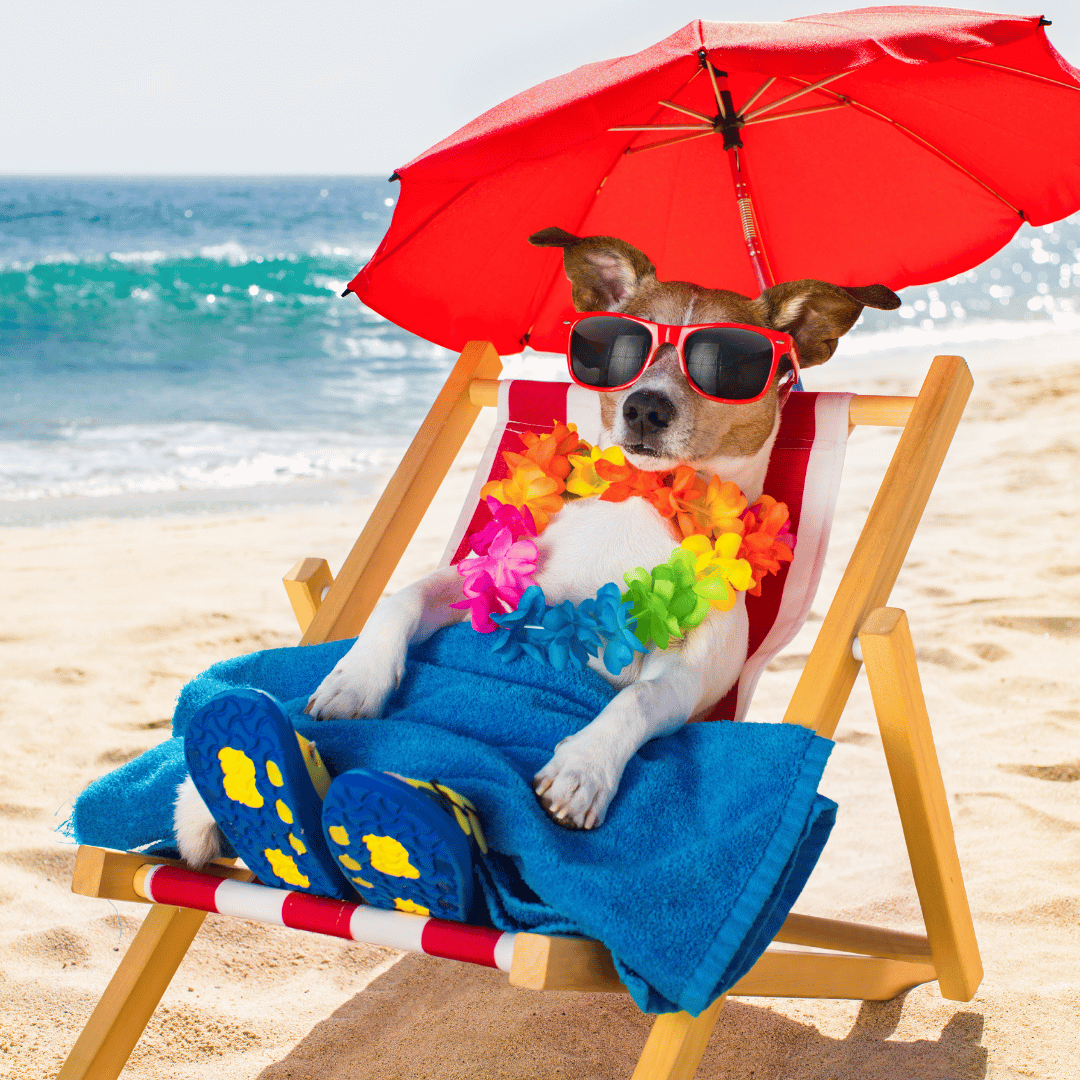 Finding the Perfect Dog Care Solution for Your Holiday