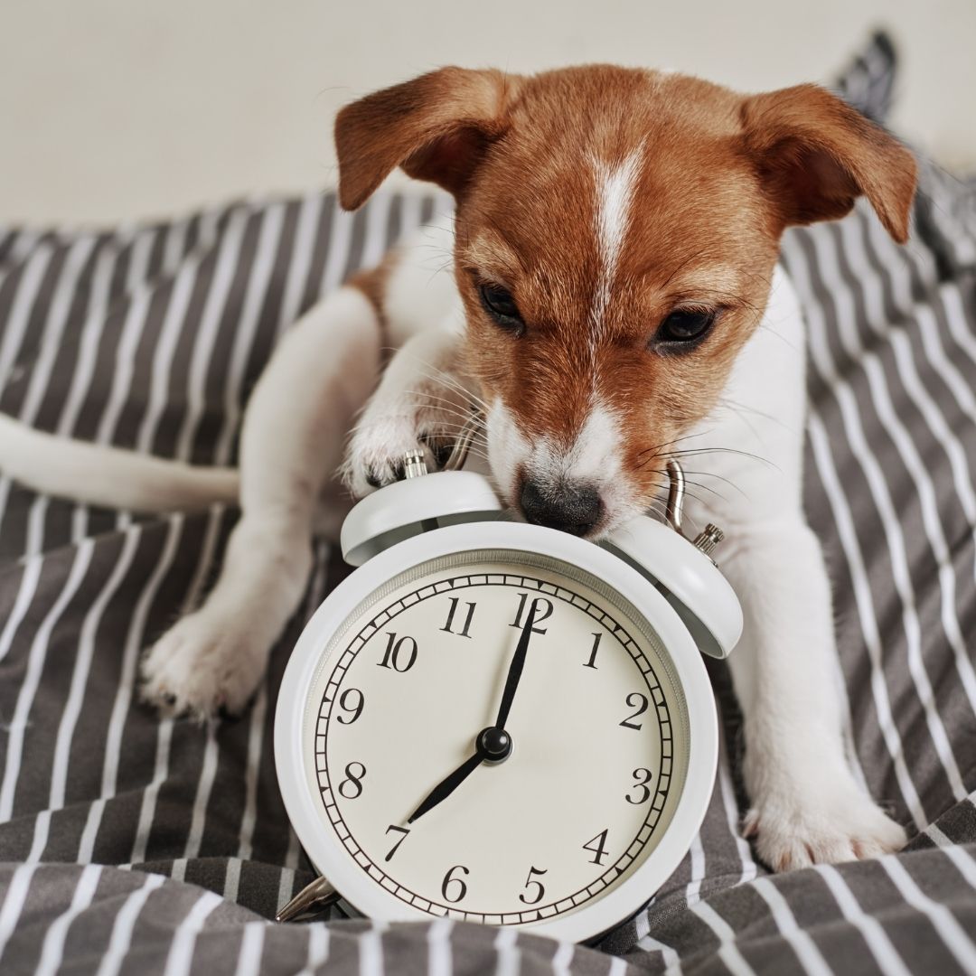 The clocks going back always upsets my dog's routine. What can I do
