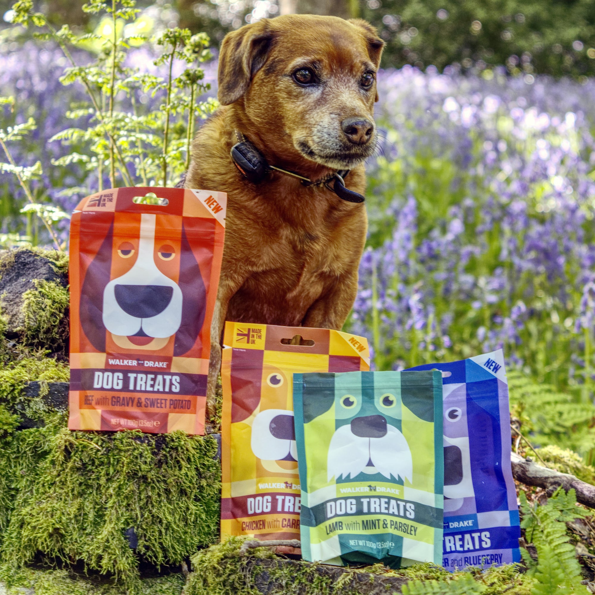 Jed with Training Treats for Dogs