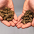 Dry Kibble Sizes for Walker and Drake Dog Food